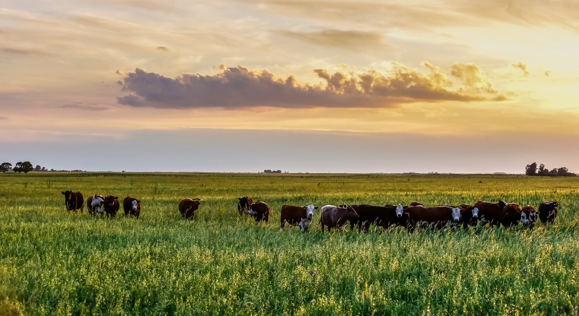 Cattle in Argentina